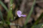 Prostrate ticktrefoil